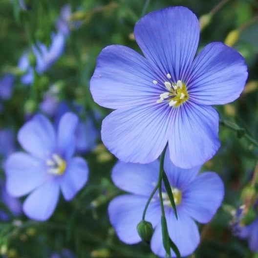 blue flax 