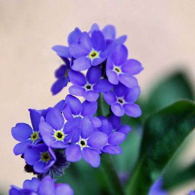 forget me not indigo blue