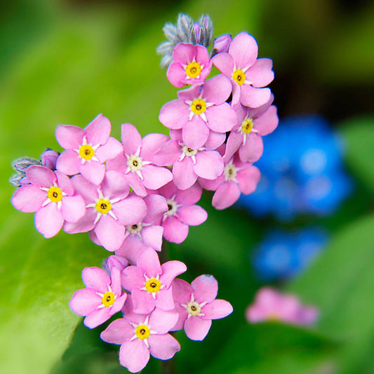 forget me not rose