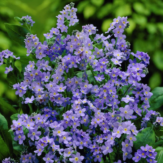 indigo blue forget me not 