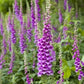 purple foxglove 