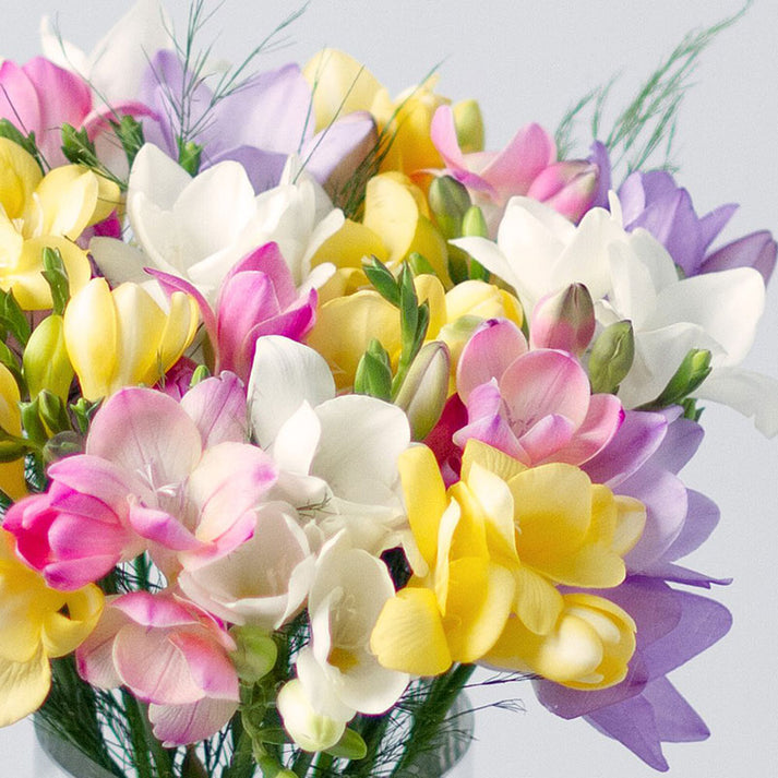 Freesia Bulbs Pastel Mix Flower Bulbs Eden Brothers