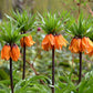 orange fritillaria