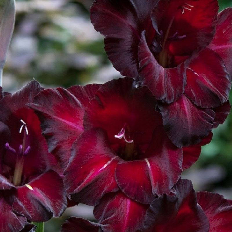 gladiolus flower blackstar