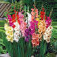 gladiolus flower border mix