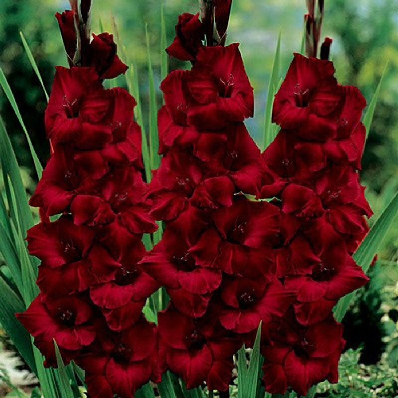 gladiolus flowers magma