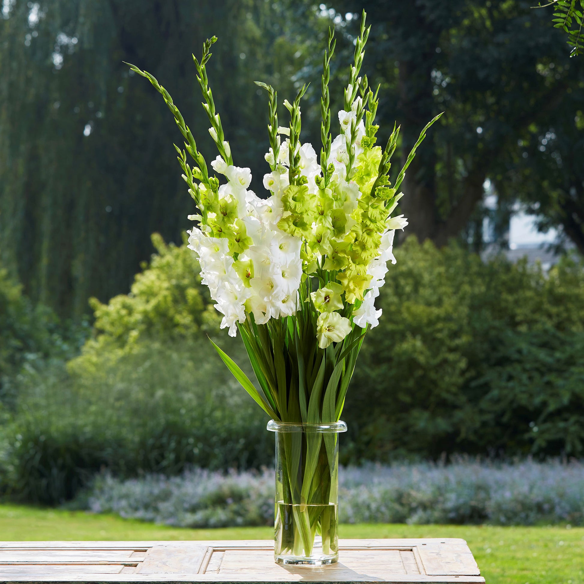 gladiolus green white mix