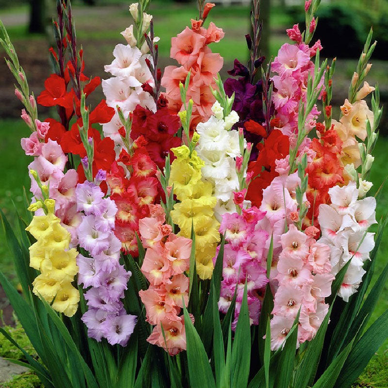 gladiolus flowers mixed