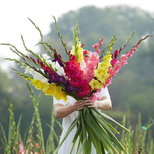 gladiolus flowers mixed