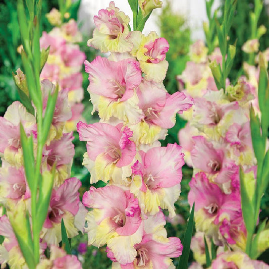 gladiolus mon amour