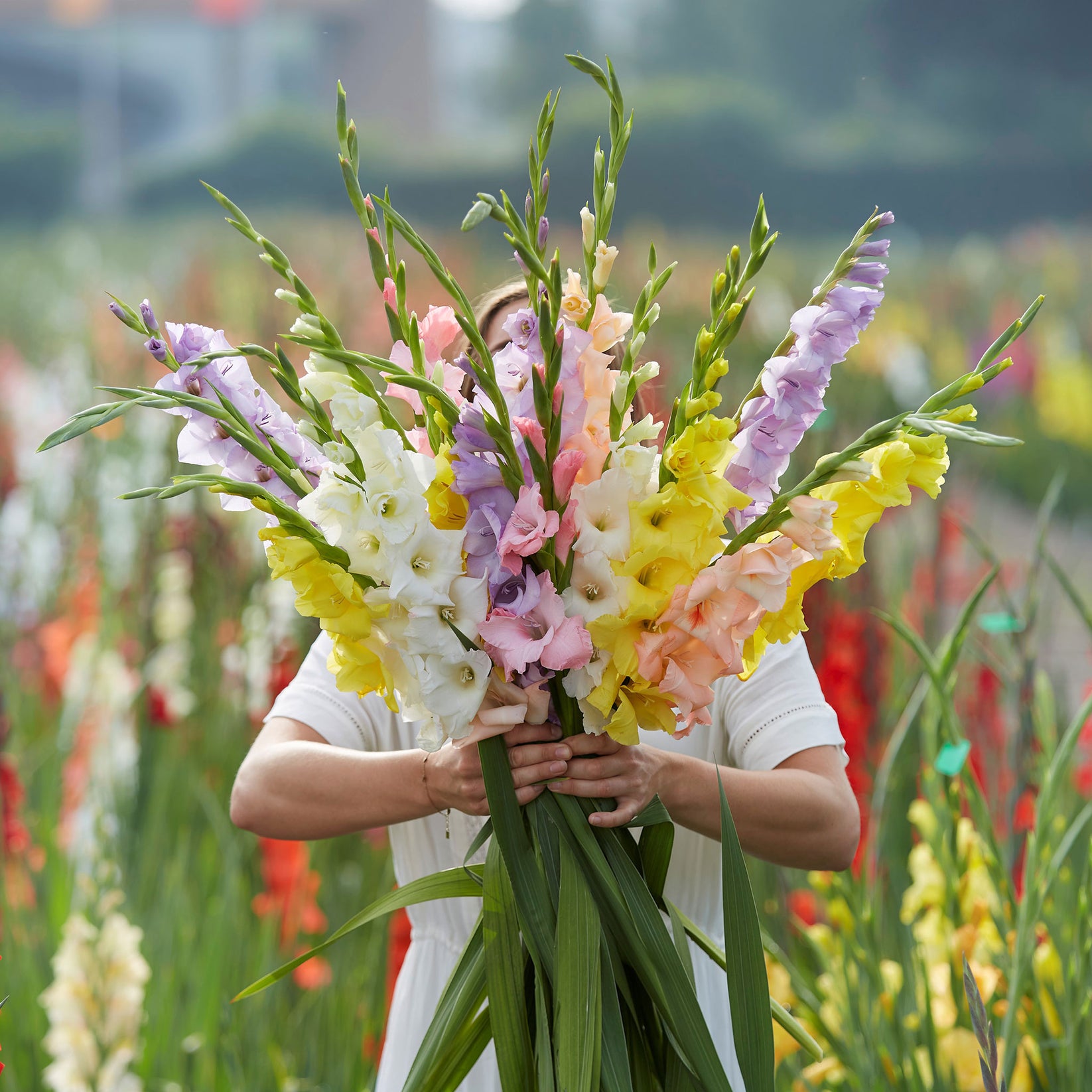 Gladiolus Bulbs Garden Mix Spring Flower Bulbs Eden Brothers
