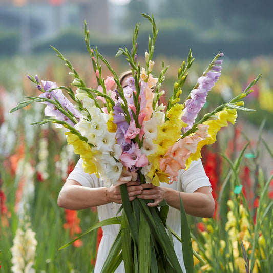 gladiolus monets garden mix