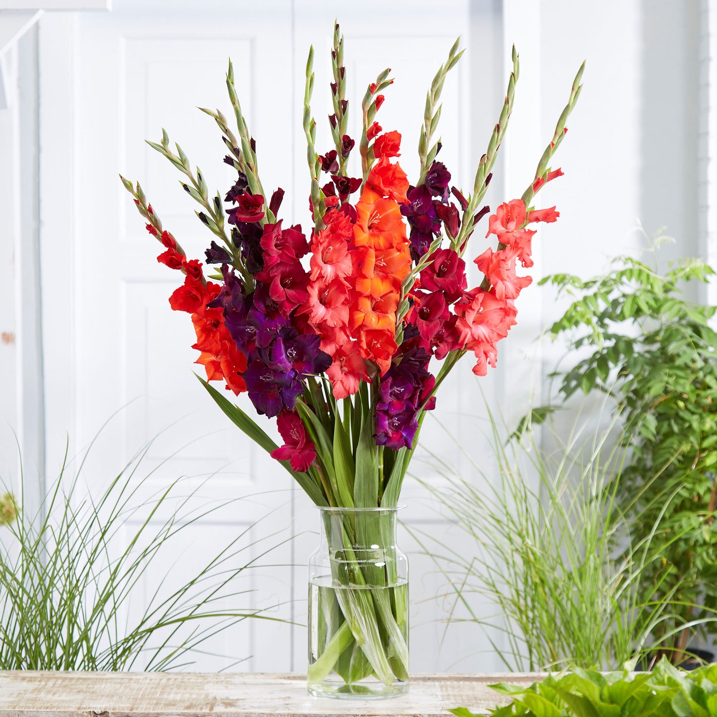 gladiolus passion mix