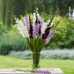 gladiolus purple feather mix