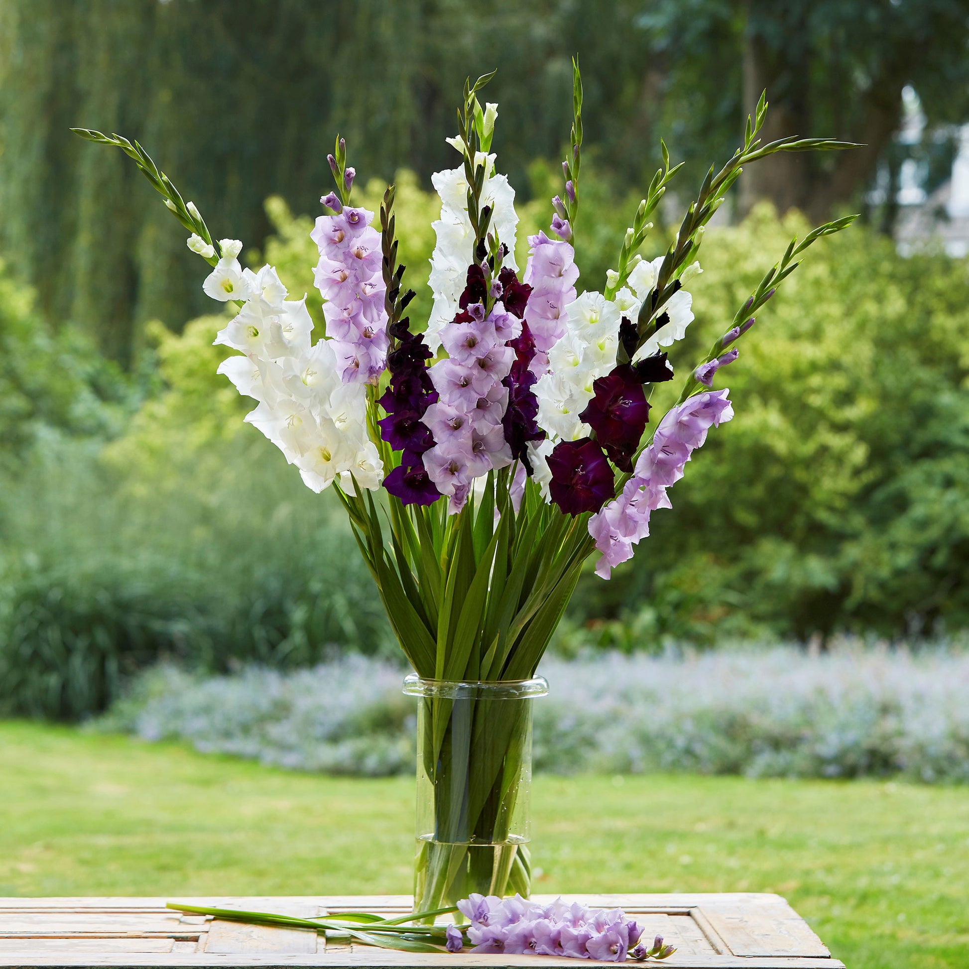 Gladiolus Flower Bulbs - Purple Feather Mix