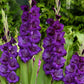 gladiolus flower purple flora