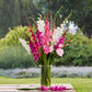 gladiolus romantic mix