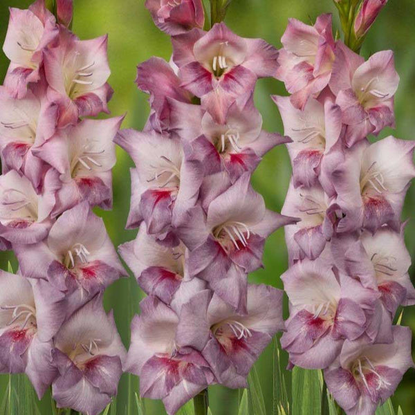 Gladiolus Bulbs Smokey Spring Flower Bulbs Eden Brothers