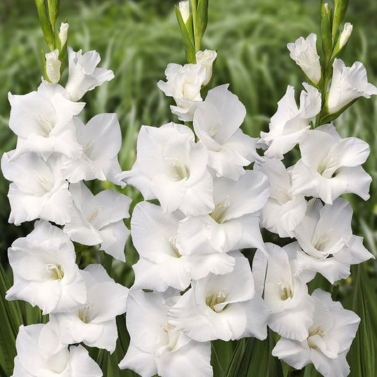 gladiolus flower white prosperity