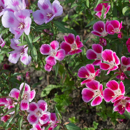 Pink, white, and red godetia flowers bloom in a garden, with green foliage and soft sunlight.