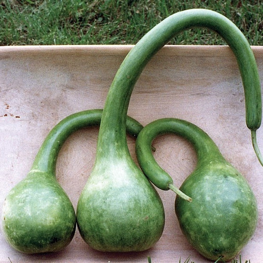 gourd dipper