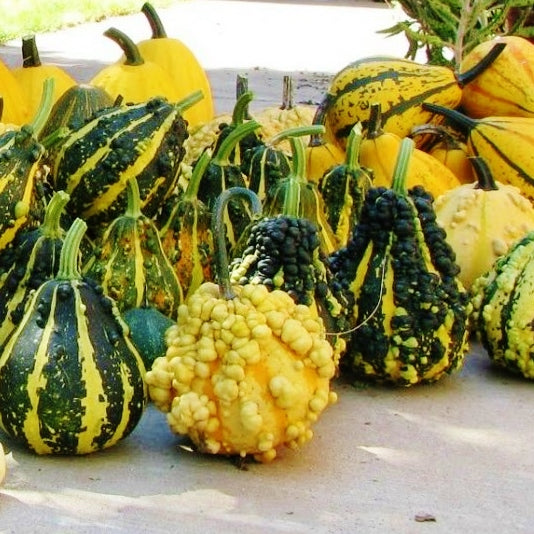 Gourd Seeds Large Mix Vegetable Seeds in Packets & Bulk Eden Brothers