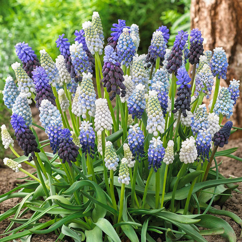 delft blue grape hyacinth