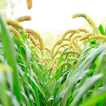 Golden foxtail millet seed heads on stalks against a dark background.
