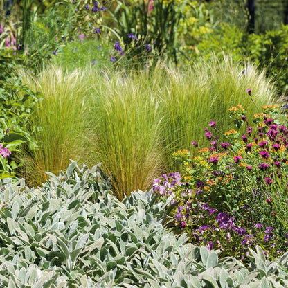 Mexican feather grass with soft feathery plumes in a sunny field with flowers in the background.
