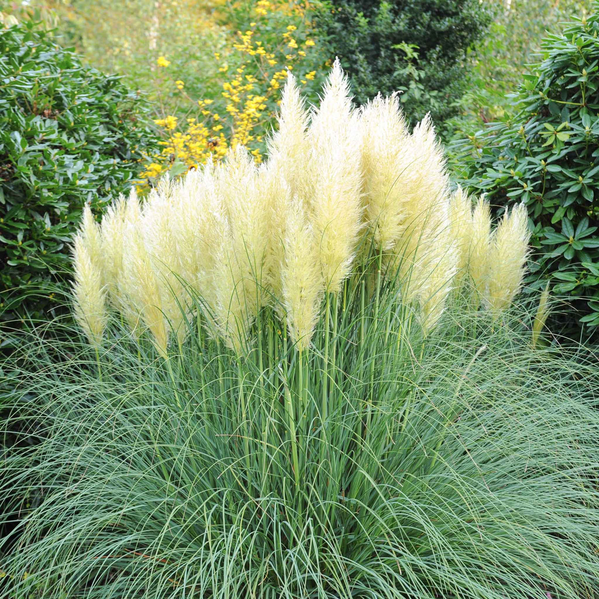 Grass Seeds - Pampas Plume White | GrassSeeds in Packets & Bulk | Eden