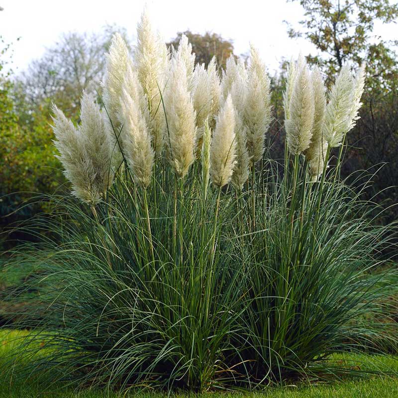 grass pampas plume white