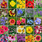 heirloom mix