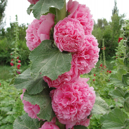 Hollyhock chaters double mixed pink, yellow and red blooms in a sunny green garden.