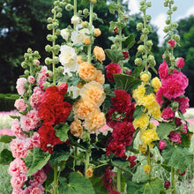 Hollyhock chaters double vibrant pink ruffled petals against a soft green background.