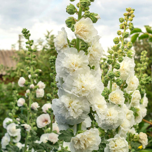 A close-up of fully bloomed, ruffled chaters double white hollyhock flowers on a tall green stem.