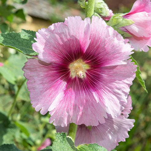 Hollyhock Seeds - Henry VIII - Pink | Flower Seeds in Packets & Bulk ...
