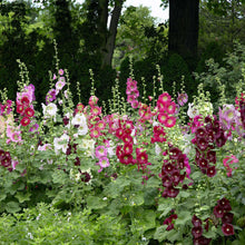 Hollyhock indian spring vibrant pink and red blooms against a green background.
