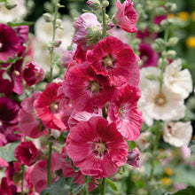 Hollyhock indian spring soft pink bloom with a blurred green background.