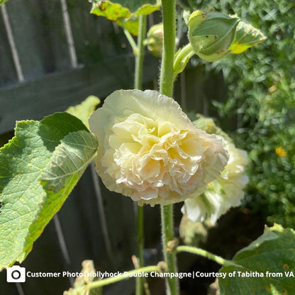 Champagne majorette hollyhock light pink ruffled petals with a soft yellow center.