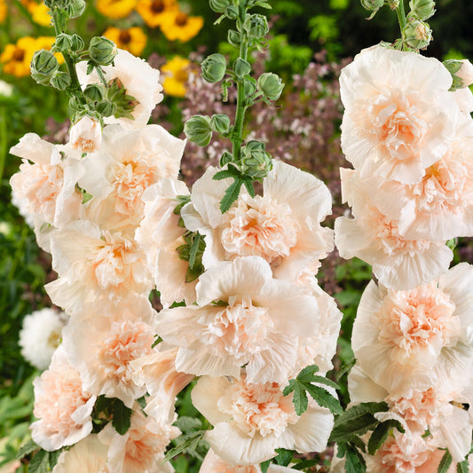 champagne majorette hollyhock 