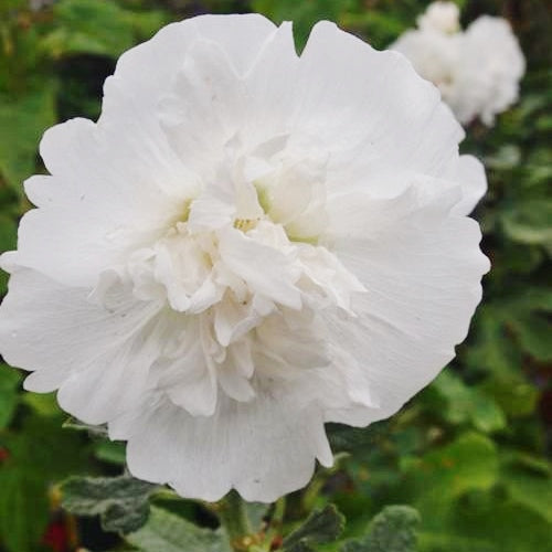 white majorette hollyhock 