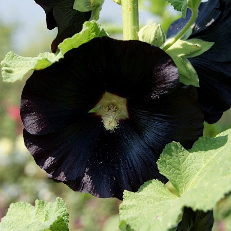 nigra hollyhock 