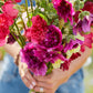 queeny mix hollyhock 