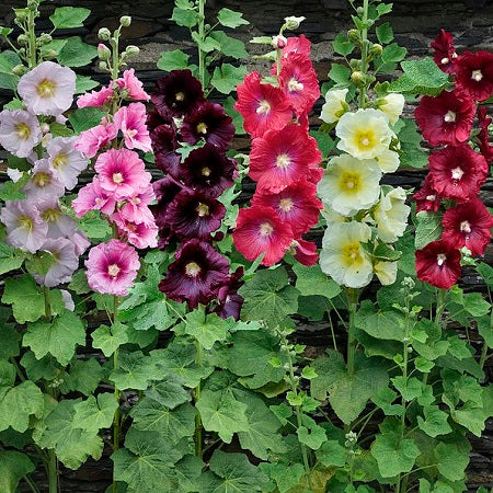 hollyhock single mix