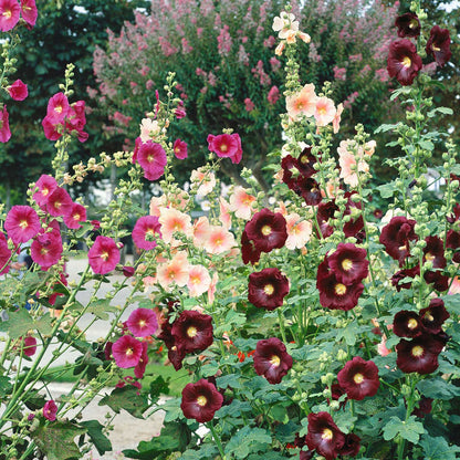 Hollyhock single mix pink ruffled flowers with green foliage on a soft-focus background.