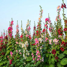 Hollyhock single mix pink blooms with visible pollen against a green leafy background.