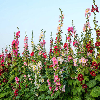 Hollyhock single mix pink blooms with visible pollen against a green leafy background.