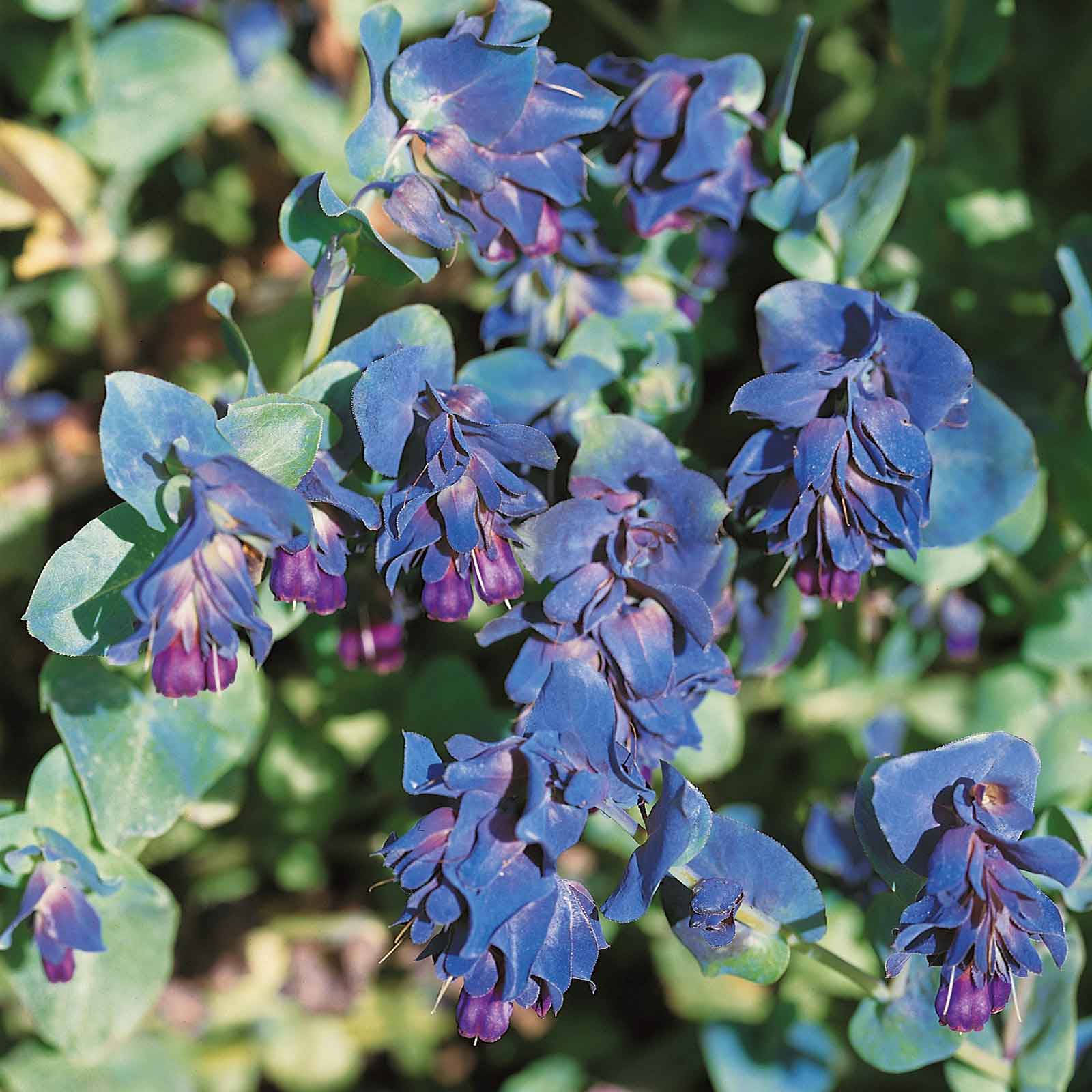 honeywort purple