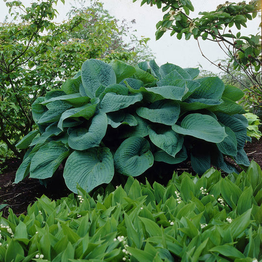 Hosta Roots | Shop 9 Varieties | Eden Brothers