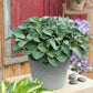 hosta blue mouse ears